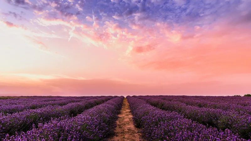 Lavender field, Pink evening sky, Purple rows, 5K wallpaper
