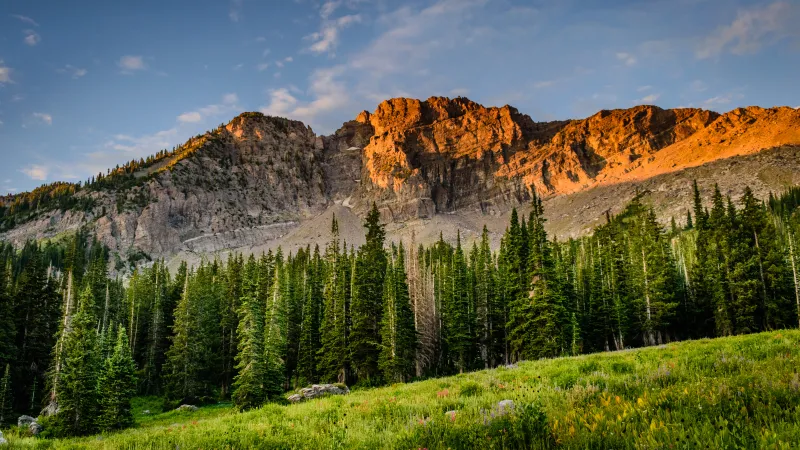 Alpine meadow wallpaper, Pine forest, Sunlit cliffs