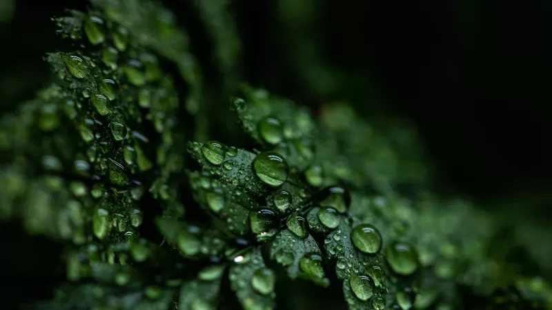 Dark eaves, Rain drops, Plant, Droplets, 5K