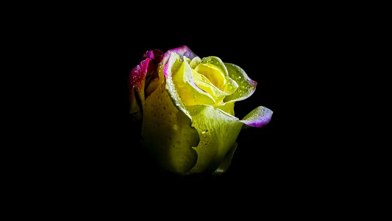 Rose flower, AMOLED Black background 8K