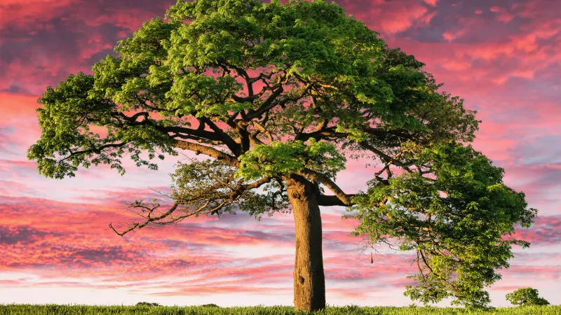 Lone tree, Aesthetic, Sunset, Landscape