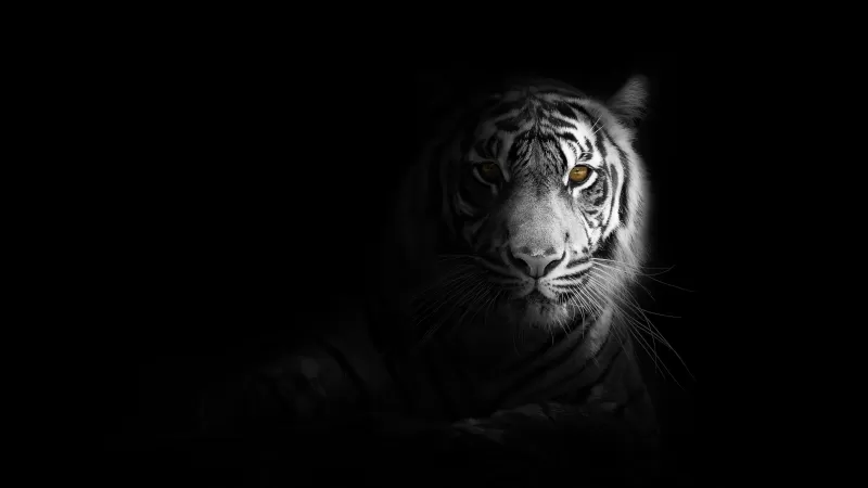White tiger, Bengal Tiger, Black background, 5K