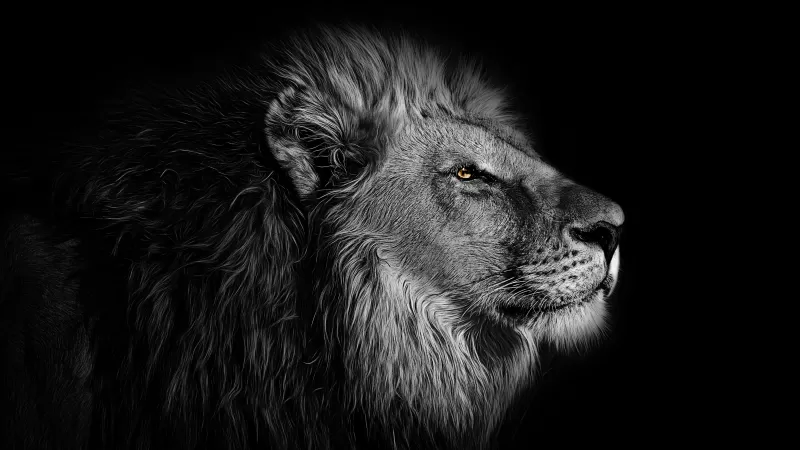 Lion, African, Black background, 5K