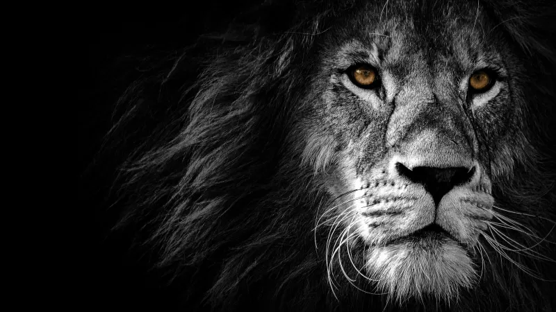 Lion, Wild, African, Predator, Black background