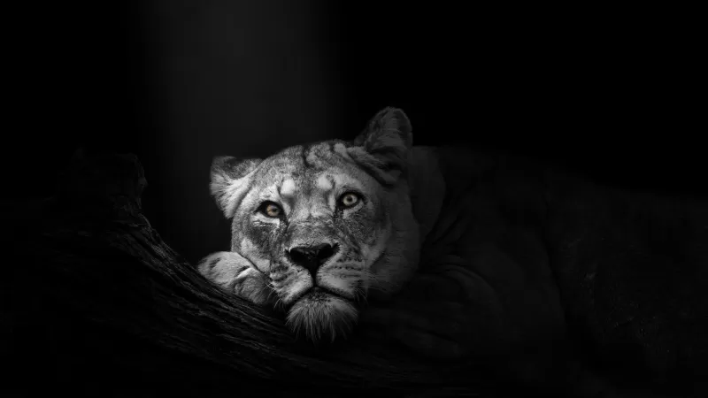 Lioness, African, Predator, Wild, 5K, Dark background, Monochrome