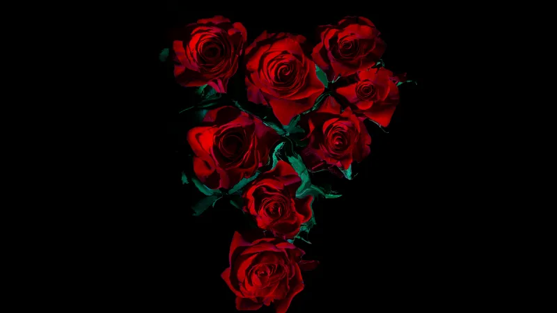 Red Roses, AMOLED, 8K, Rose flowers, Black background, 5K