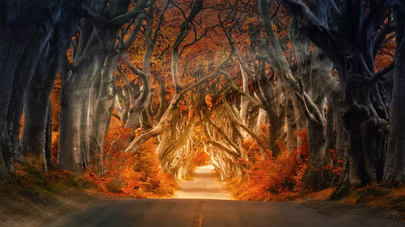 Forest, Road, Daylight, Aesthetic, Autumn, Fall, Sunrays, Trees, 5K