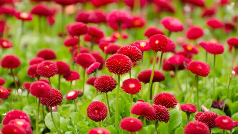 Red flowers, Blossom, Spring, Bloom, Flower garden, Flora, 5K