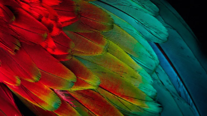 Parrot feathers, Colorful, 5K wallpaper, Texture, Pattern