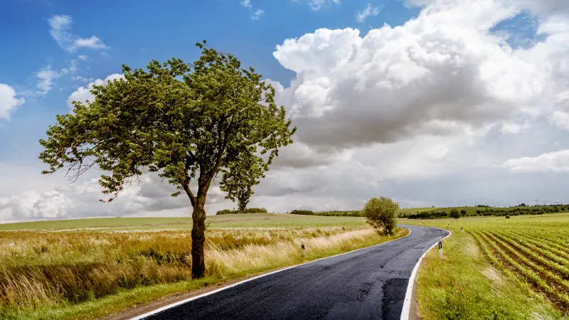 Lone tree by country road, Summer fields, Cloudy sky, 4K wallpaper
