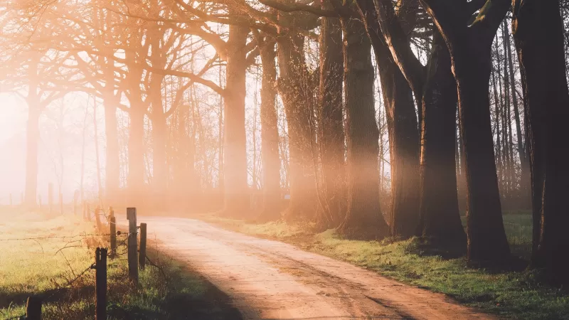 Autumn, Dirt road, Sunlight, Morning, Foggy, Forest, Path