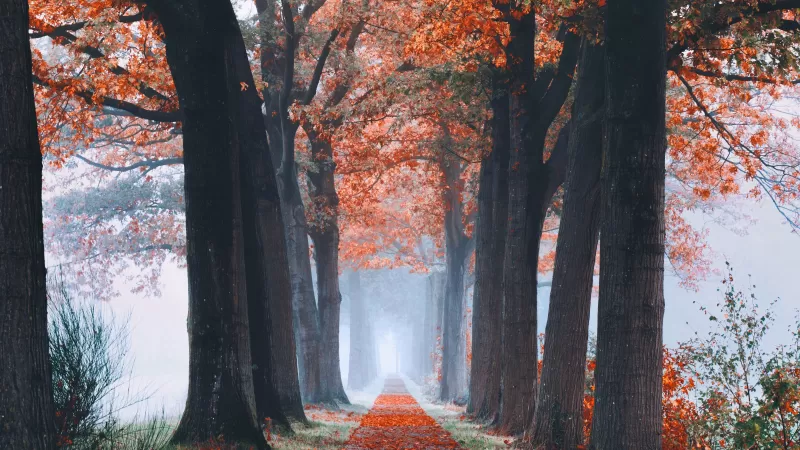 Autumn, Trees, Path, Foggy, Morning, Foliage, Fallen Leaves, 5K