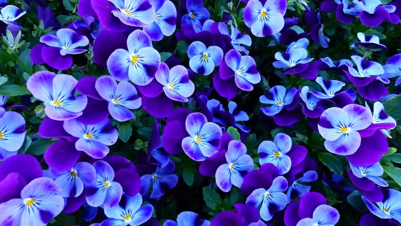 Pansy flowers, Pansies, Violet flowers, Garden, Spring