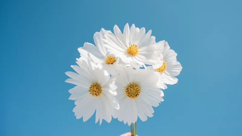 Daisy flowers, Blue sky, Aesthetic, White daisy, White flowers