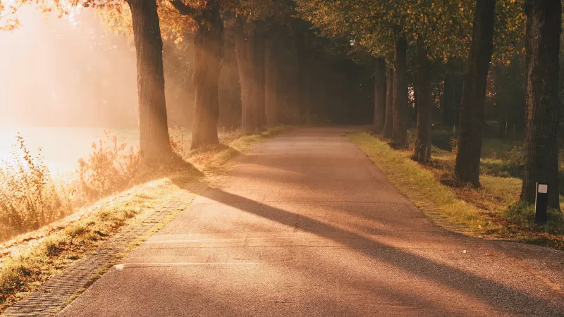 Autumn, Sunlight, Sun rays, Foggy, Morning, Road, Sunrise, Trees
