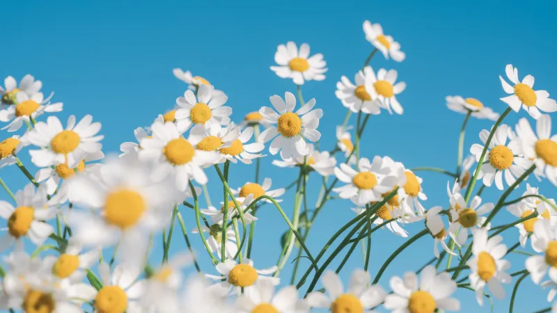 Chamomile flowers, White daisies, Blue sky, 4K wallpaper
