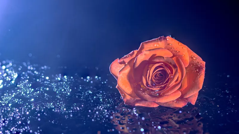 Orange rose wallpaper, Water droplets, Blue background