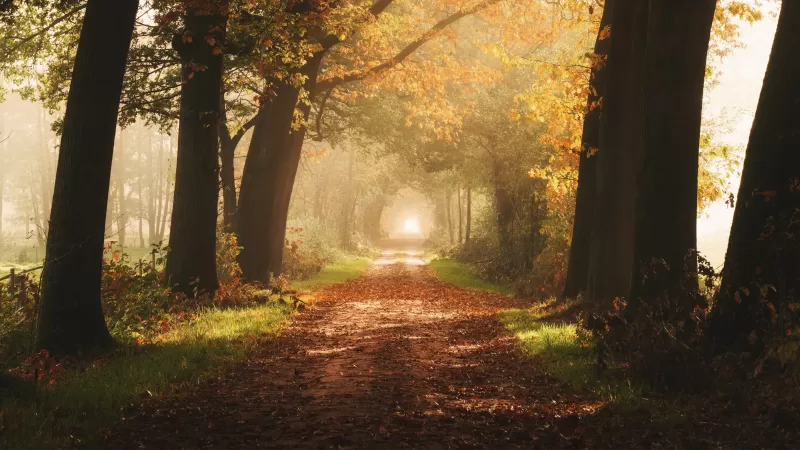 Autumn, Forest, Foggy, Yellow, Sunlight, Path, Dirt road
