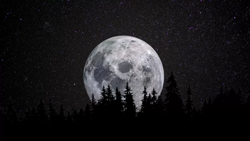 Full moon, Forest, Night, Dark, Starry sky, 5K, 8K