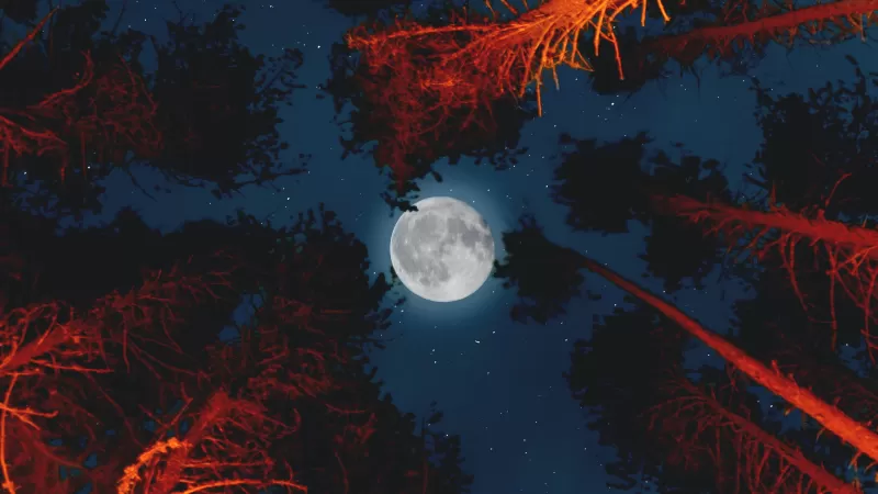 Full moon, Trees, Sky view, Night, Campfire, Outdoor, Woods, Dark