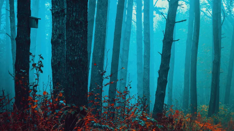 Foggy forest, Teal mist, Red autumn leaves, 4K wallpaper