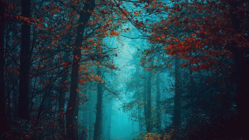 Foggy night Autumn Forest, Beauty, Mystical, Red leaves, Tranquility, Peace, Serene, Foggy forest, 5K