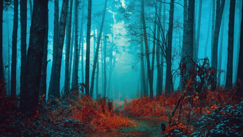 Mystical Foggy forest Path, Autumn Beauty, Serene, 8K wallpaper