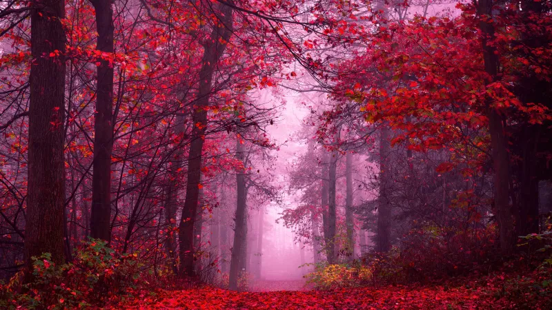 Enchanting Autumn Forest wallpaper, Path, Mystical, Foggy forest, Red leaves, Tranquility, Peace, Beauty, Serene, 5K, 8K