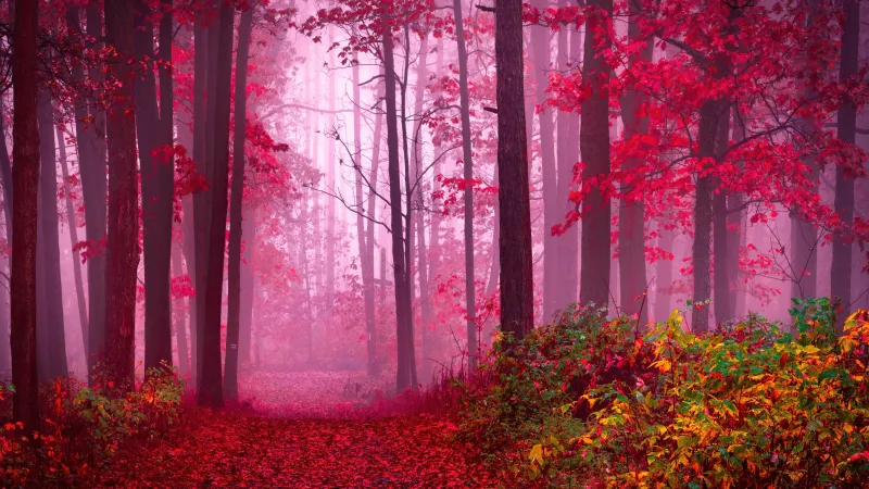 Forest Path, Autumn colors, Serene Foggy forest, 5K wallpaper