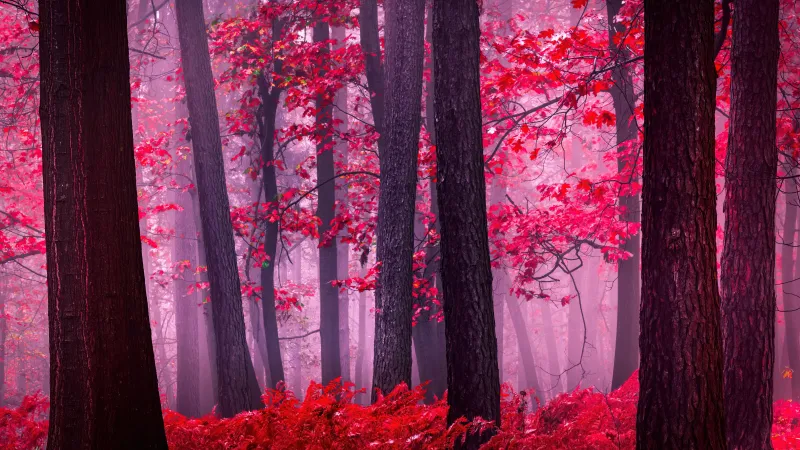Serene Autumn Forest, Mystical, Foggy forest, Red leaves, Tranquility, Peace, Beauty, Enchanting, 5K