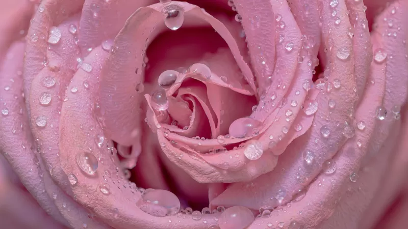 Pink rose wallpaper, Water droplets, Macro