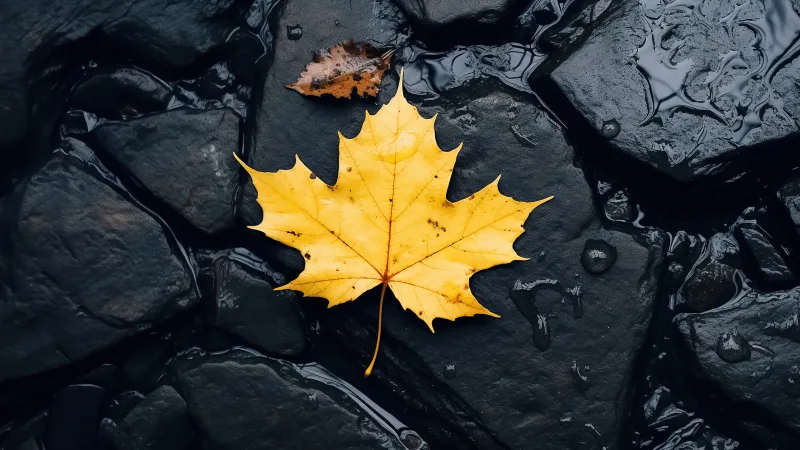 Yellow maple leaf, Wet black rocks, Autumn, 5K wallpaper