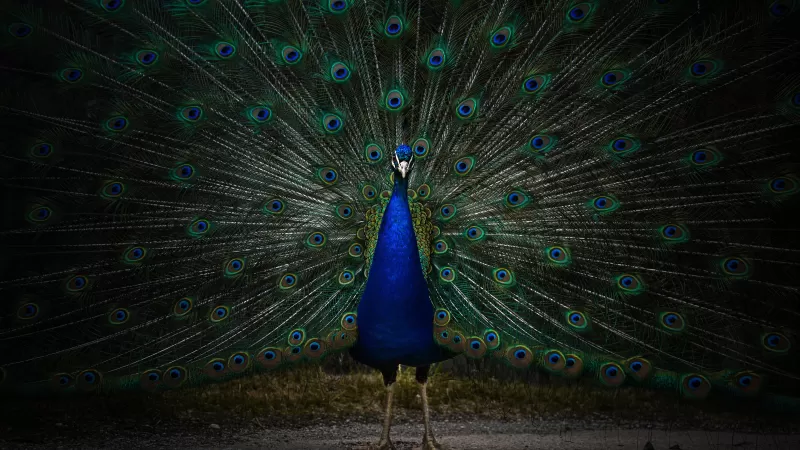 Peacock, Peafowl, Zoo, Dark, 5K, 8K