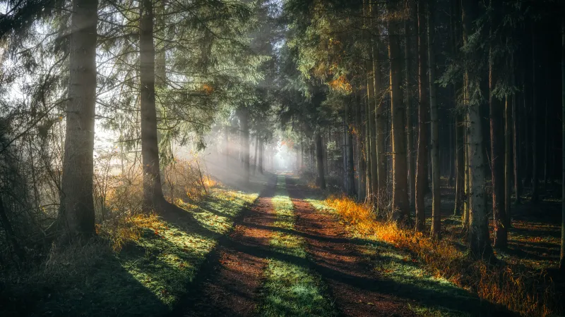 Forest path, Morning sun rays, Misty woods, 5K wallpaper