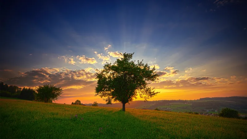 Lone tree at sunset, Swiss Plateau, Switzerland, 5K wallpaper