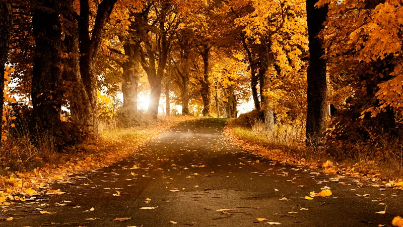Autumn tree tunnel wallpaper, Golden leaves, Country road, Sweden
