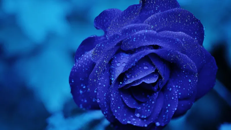 Blue rose with water drops, Macro, Blue aesthetic, 4K wallpaper