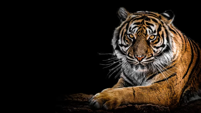 Bengal Tiger, Big cat, Predator, Black background, Closeup