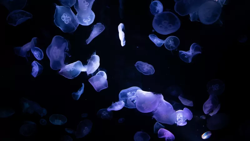 Jellyfishes, Underwater, Deep ocean, Dark, Black background, 5K, 8K