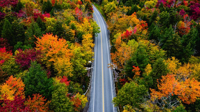 Autumn road from above wallpaper, Fall foliage, Aerial view