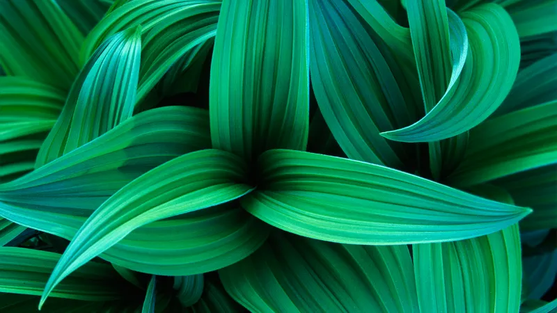 Windows 7, Plant, Green, HD wallpaper