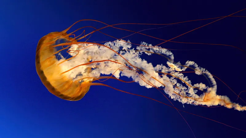 Windows 7 Jellyfish wallpaper