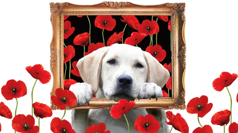 Labrador Retriever in Frame wallpaper