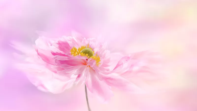 Pink flower, Pink background, Blossom