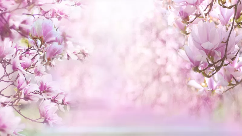 Magnolia blossoms wallpaper, Pink flowers, Spring