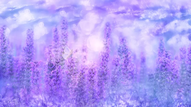 Sage Plant, Violet flowers, Butterfly, Garden, Purple