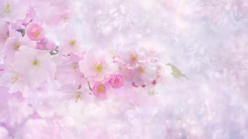 Cherry blossom, Pink flowers, Cherry tree, Nature, Pink background, Girly backgrounds, Spring