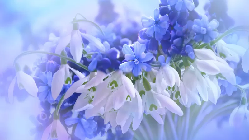 Blue flowers, Hyacinth, White, Blossom, Nature