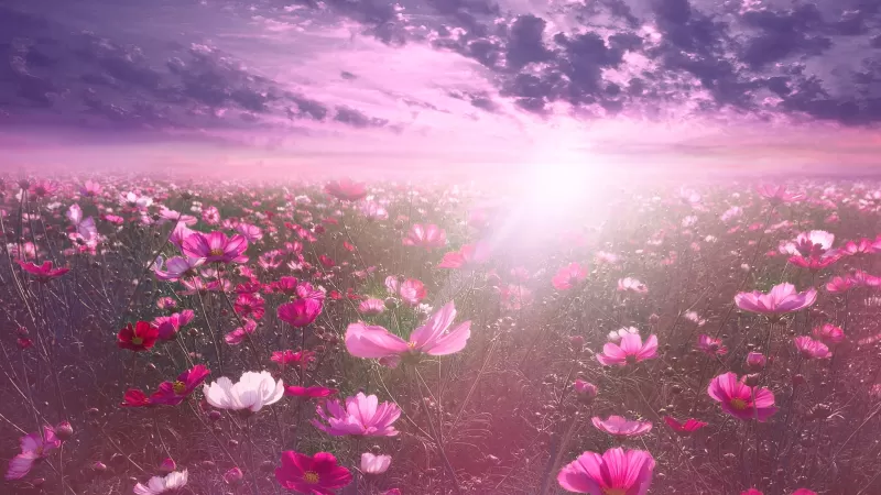 Pink flower, Cosmos, Sunrise, Garden, Sky view, Clouds, Nature