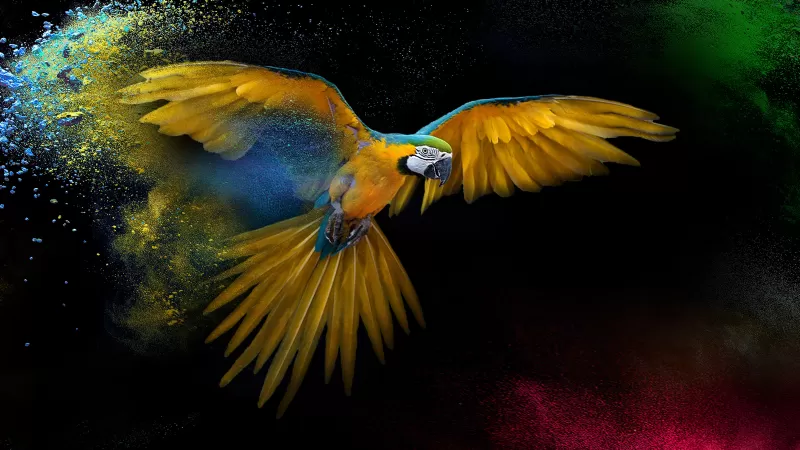 Flying Macaw, Wings, Feathers, Colorful, Splash, Black background, Yellow bird